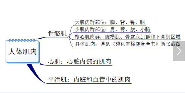 你真的認(rèn)識(shí)你身體的肌肉嗎？